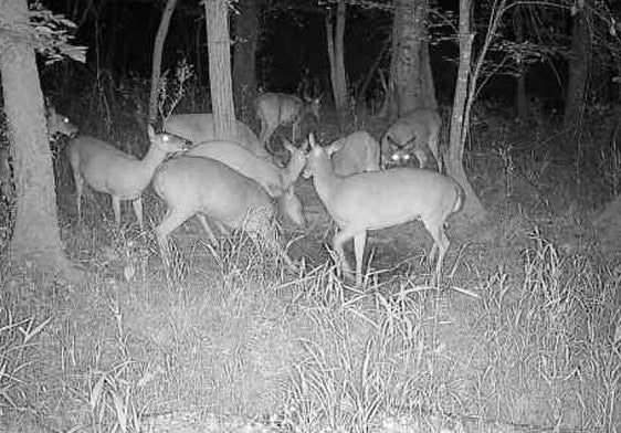 Deer at night