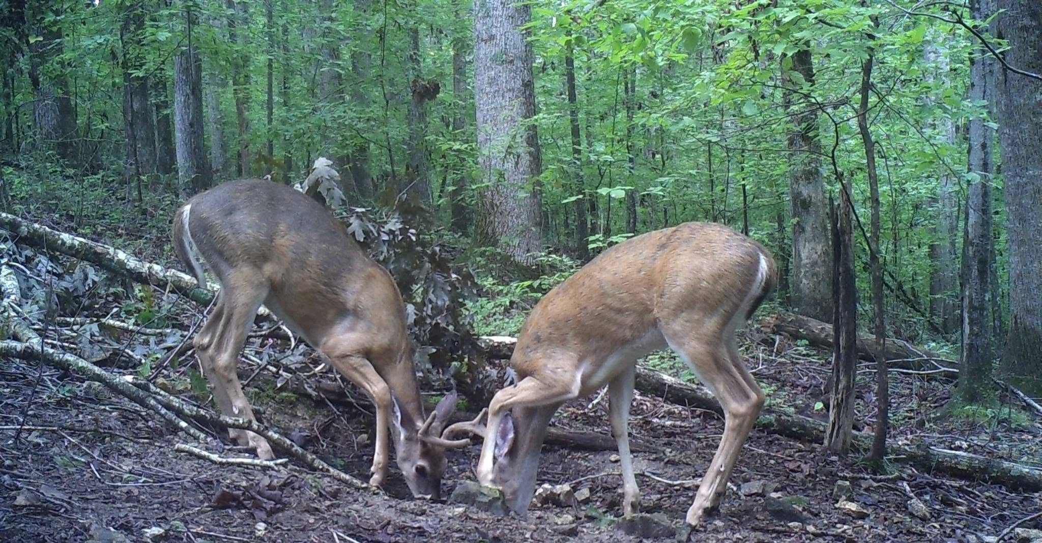 Deer in daylight