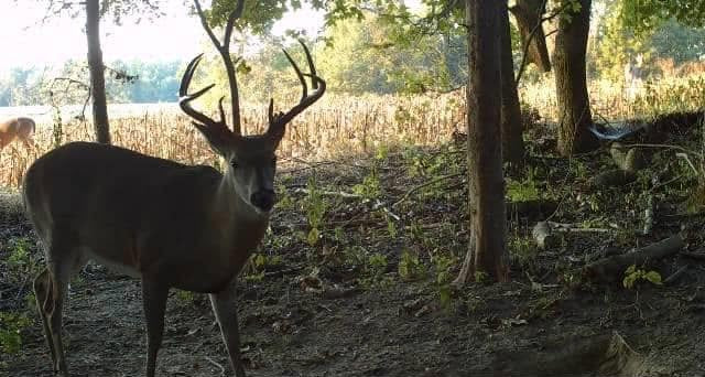 Delta base deer