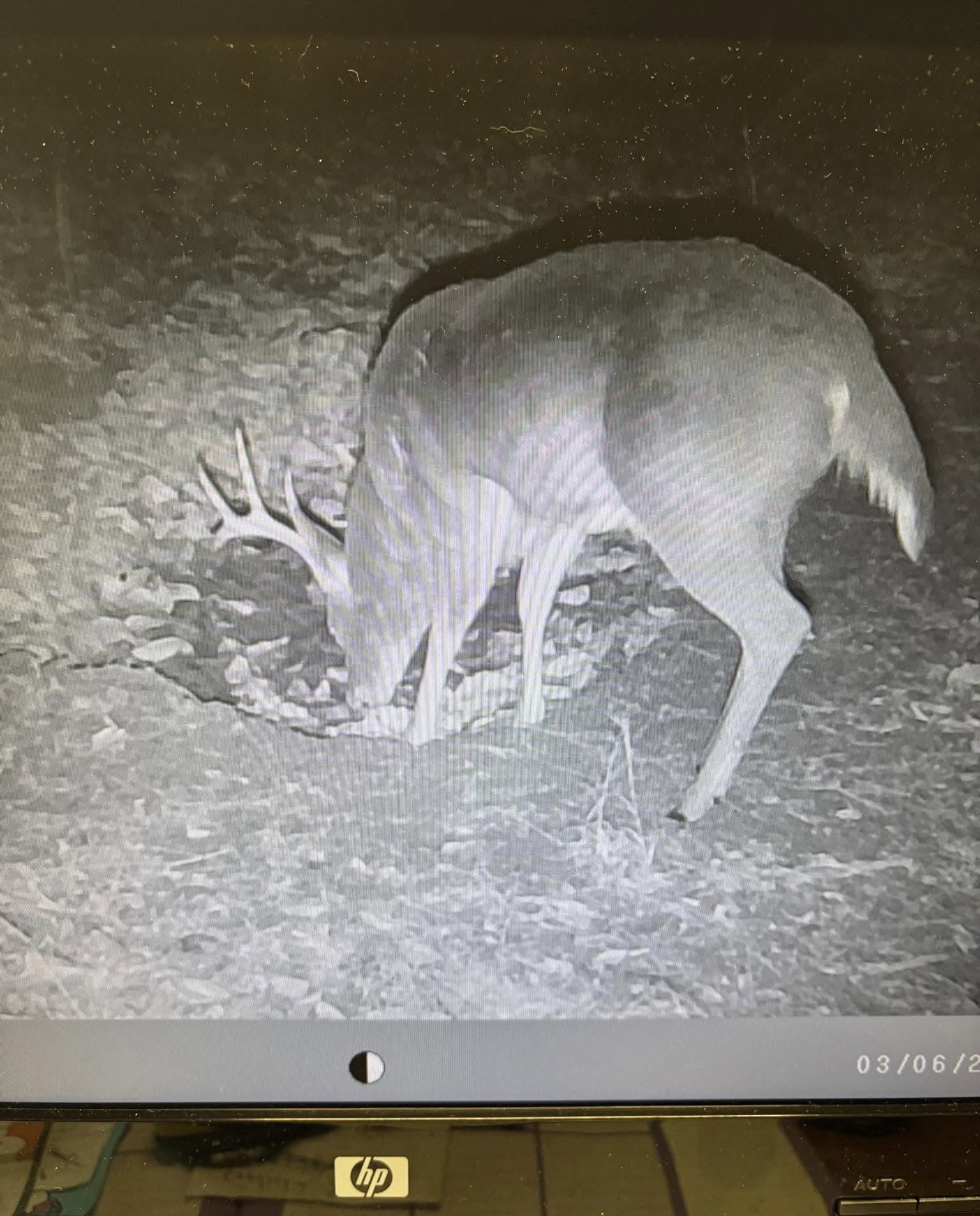 Nighttime deer